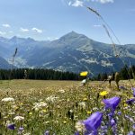 Flowers and Mountains