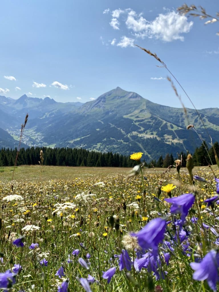 Flowers and Mountains