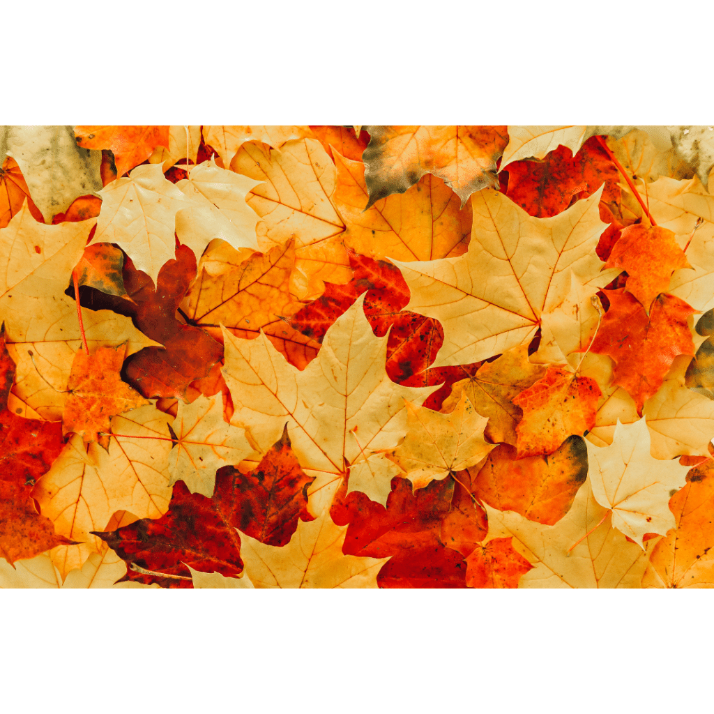Autumn leaves