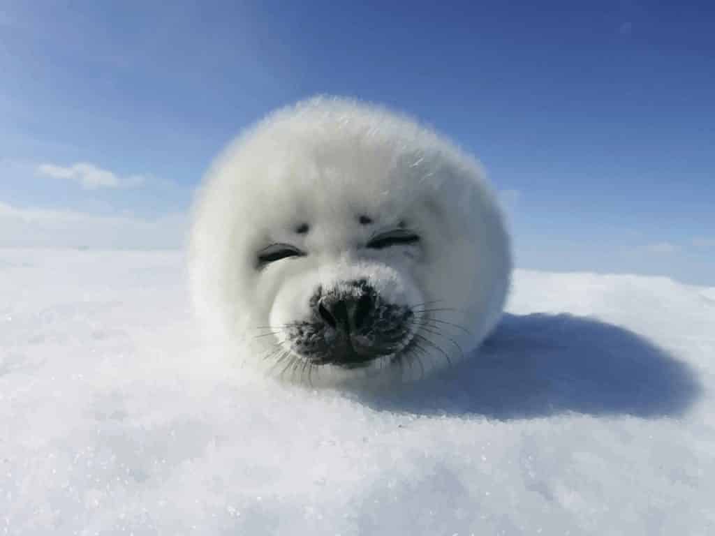 freevector-funny-harp-seal