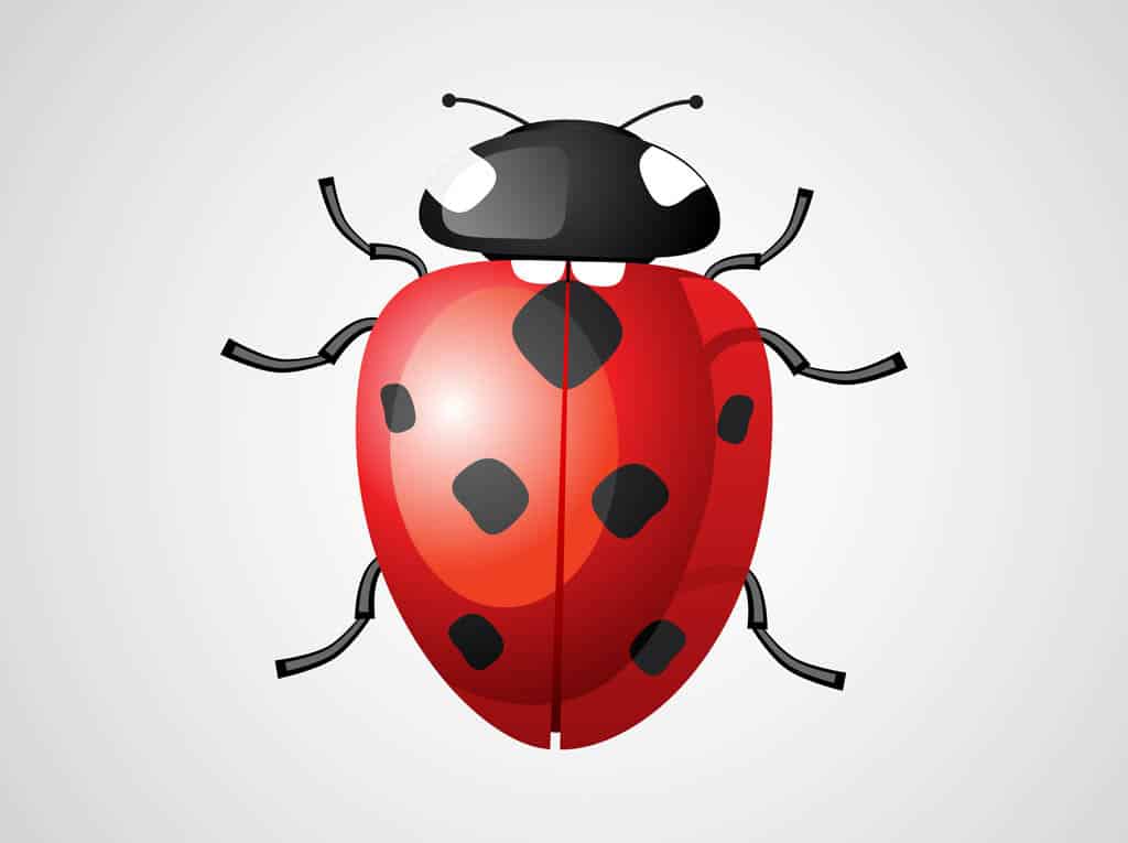 Ladybug-Vecgtor
