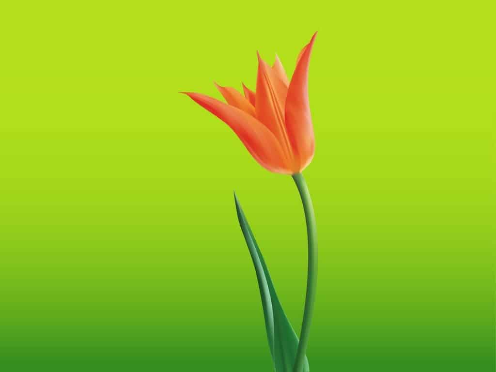Open-Tulip-Flower