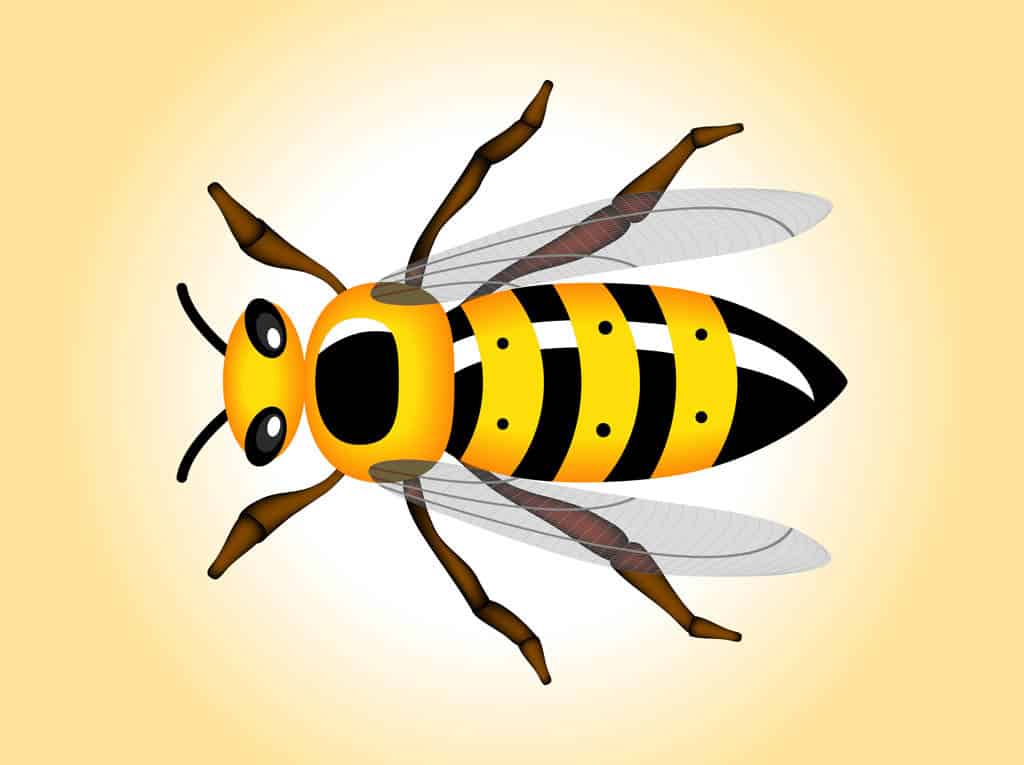 Wasp-Vector