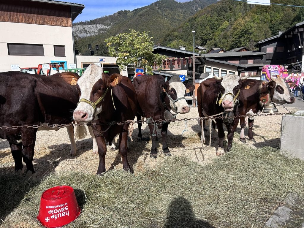 cows at the st jean d'aulps autumn fair