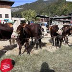 cows at the st jean d'aulps autumn fair